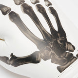 Leone X Iuter Boxhanskar - Hvítir